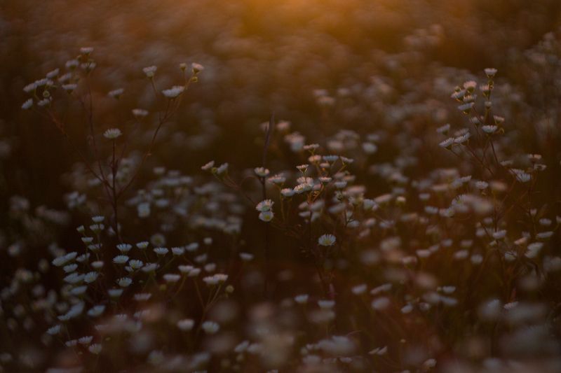 Xenia Beletsky, Russia