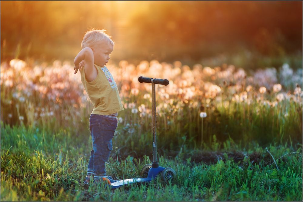 на берегу моря одуванчиков