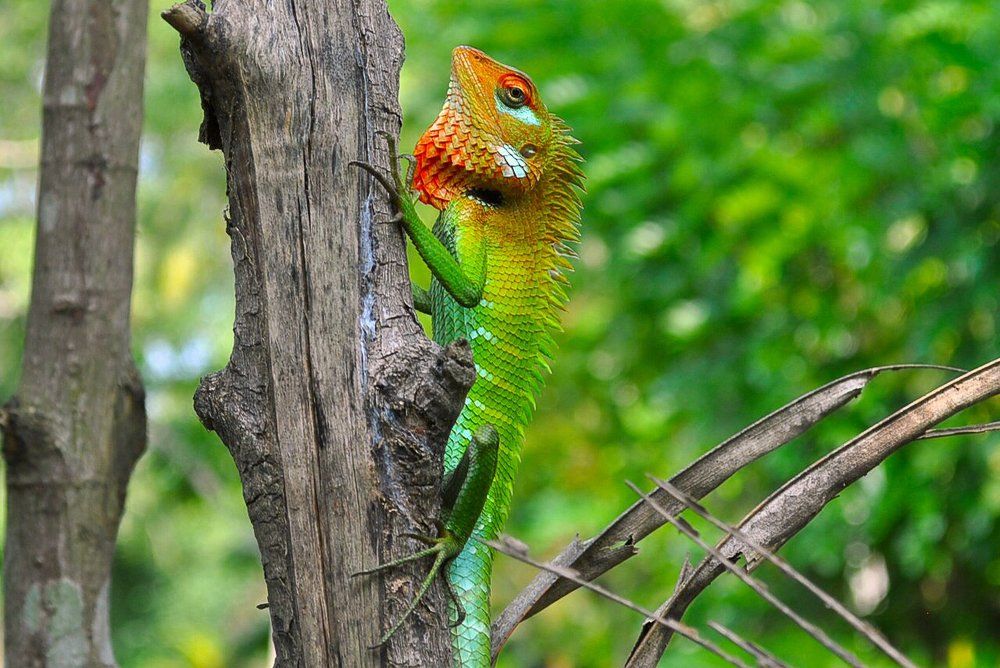 краски мира