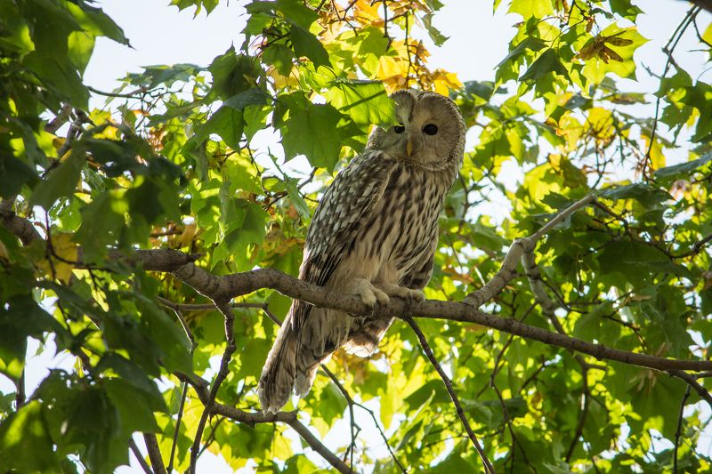 Dmitry Lukichev, Russia