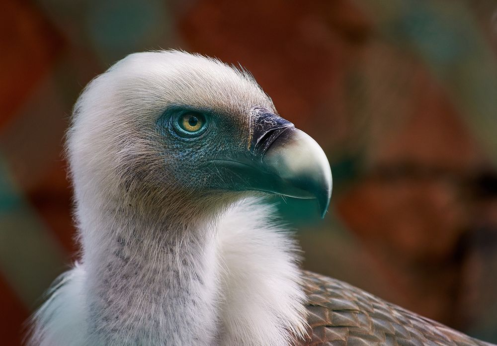 Сип белоголовый.