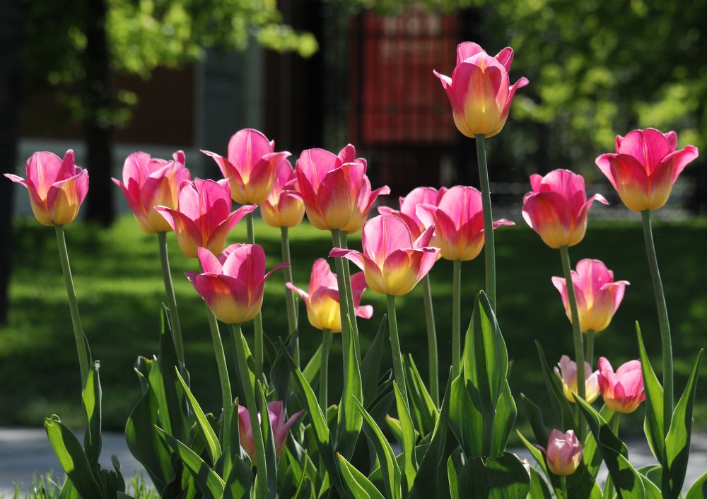 Майское настроение