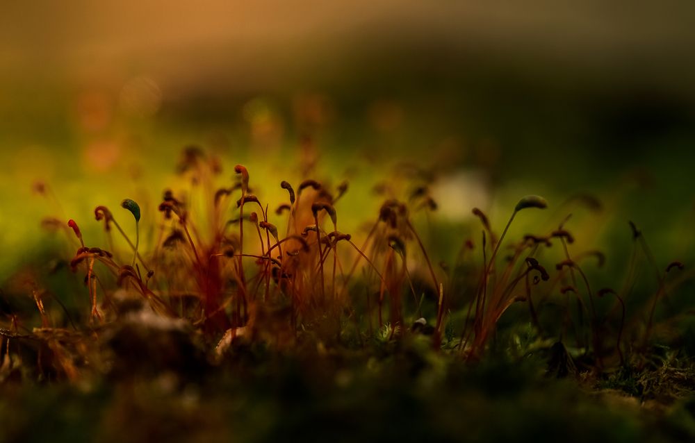 Лесное братство