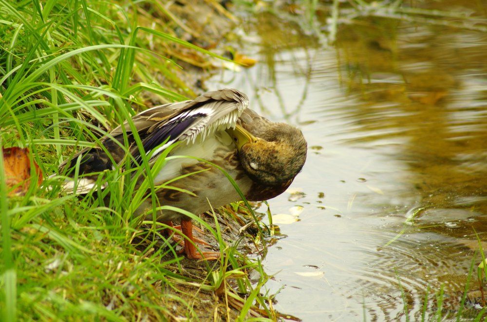 Чистим пёрышки