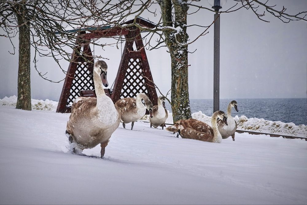 Фотография автора Анатолий Дауров