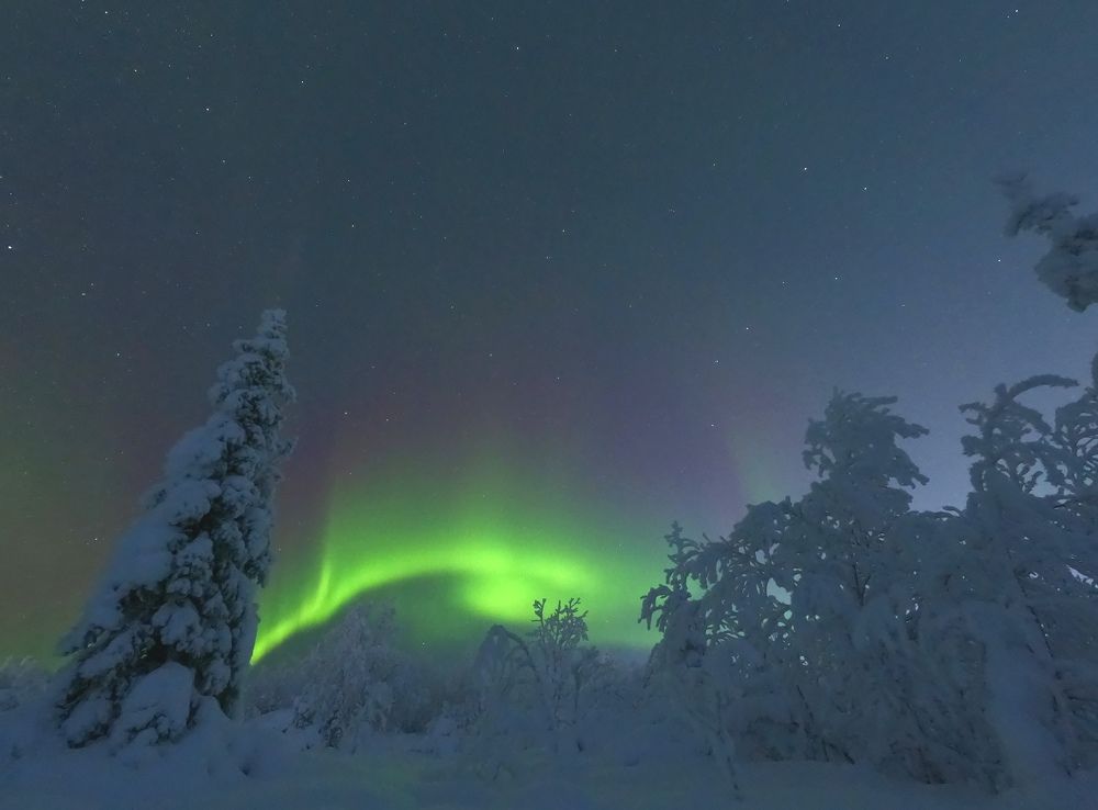 Сказочный лес