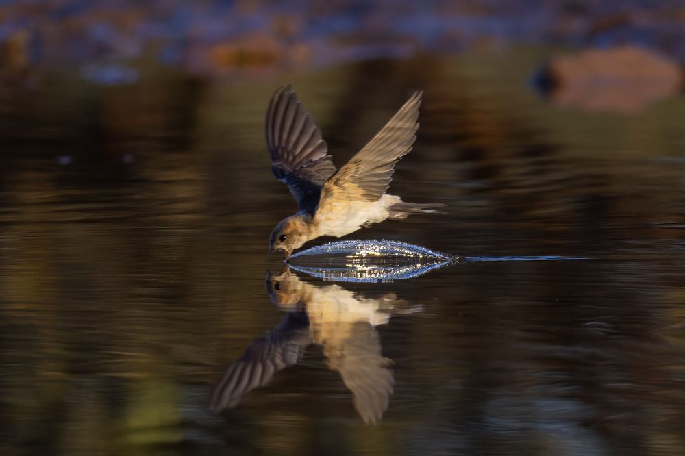 Photograph by Alexander Babych