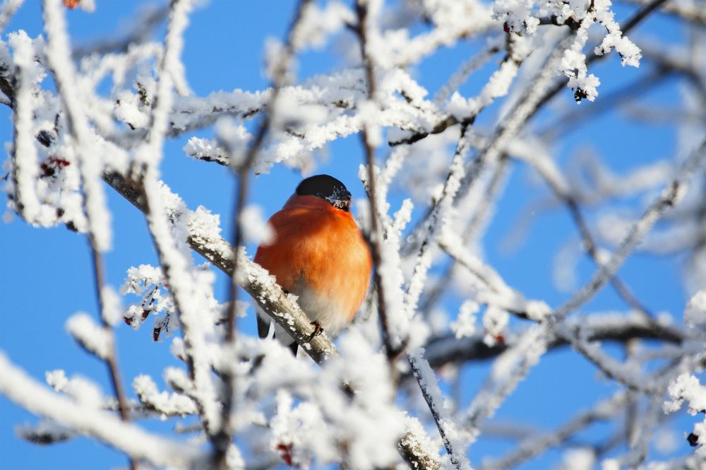Photograph by Светлана Карнаух