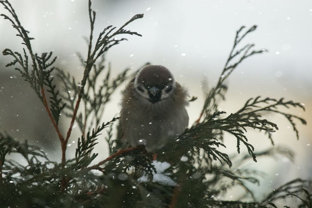 Photograph by Светлана Карнаух