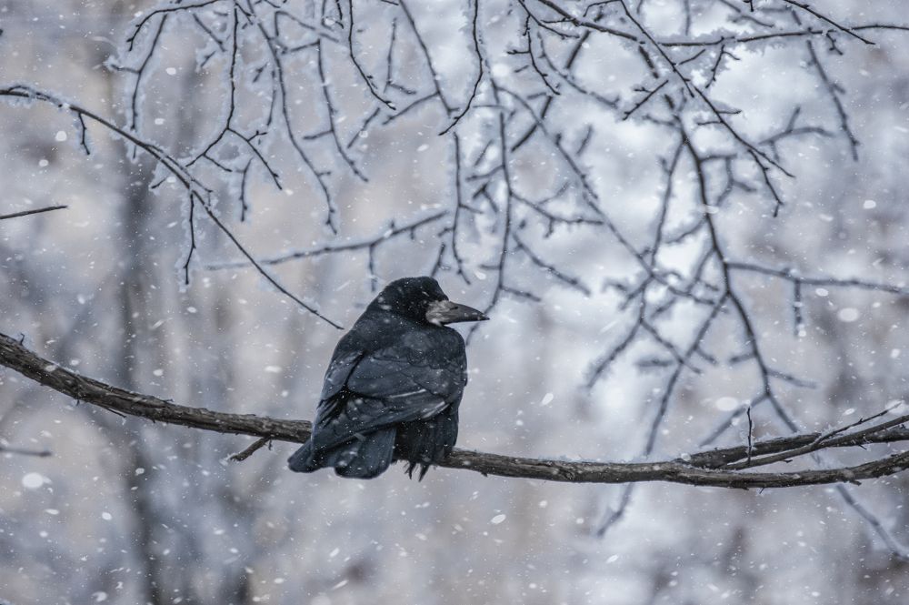 Photograph by Светлана Карнаух