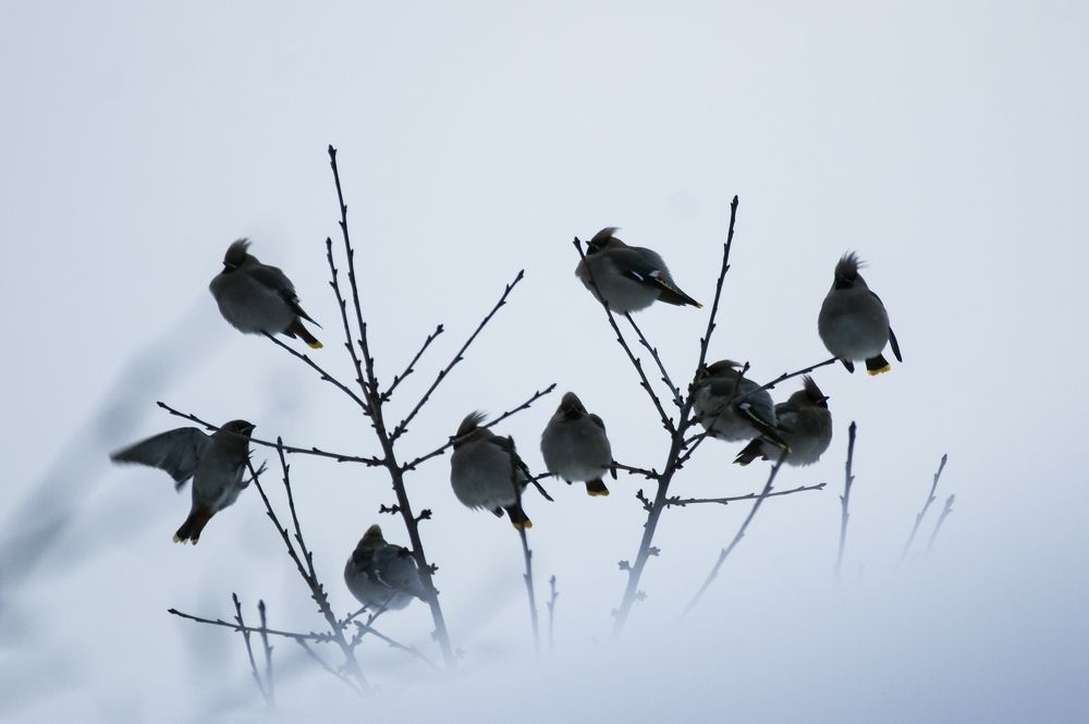 Photograph by Светлана Карнаух