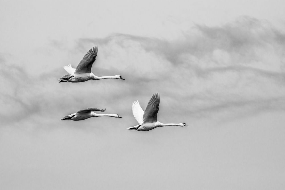 Photograph by Олег Алексеев