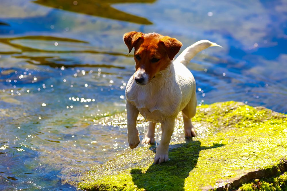 Фотография автора Дмитрий Старостин