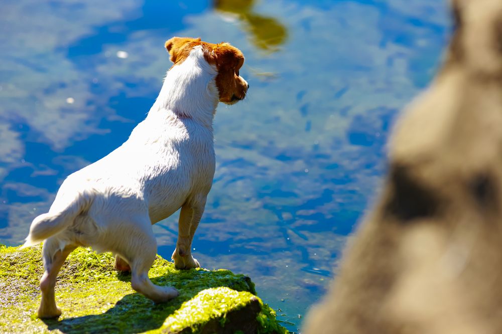 Фотография автора Дмитрий Старостин