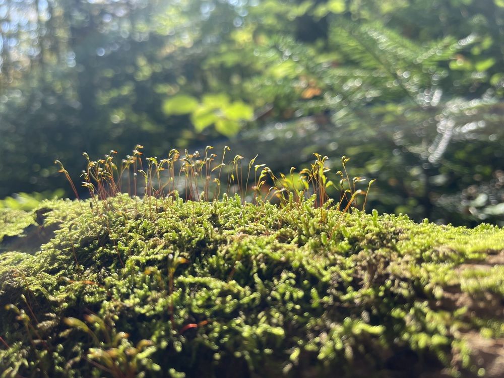Photograph by Иван Ерезенко