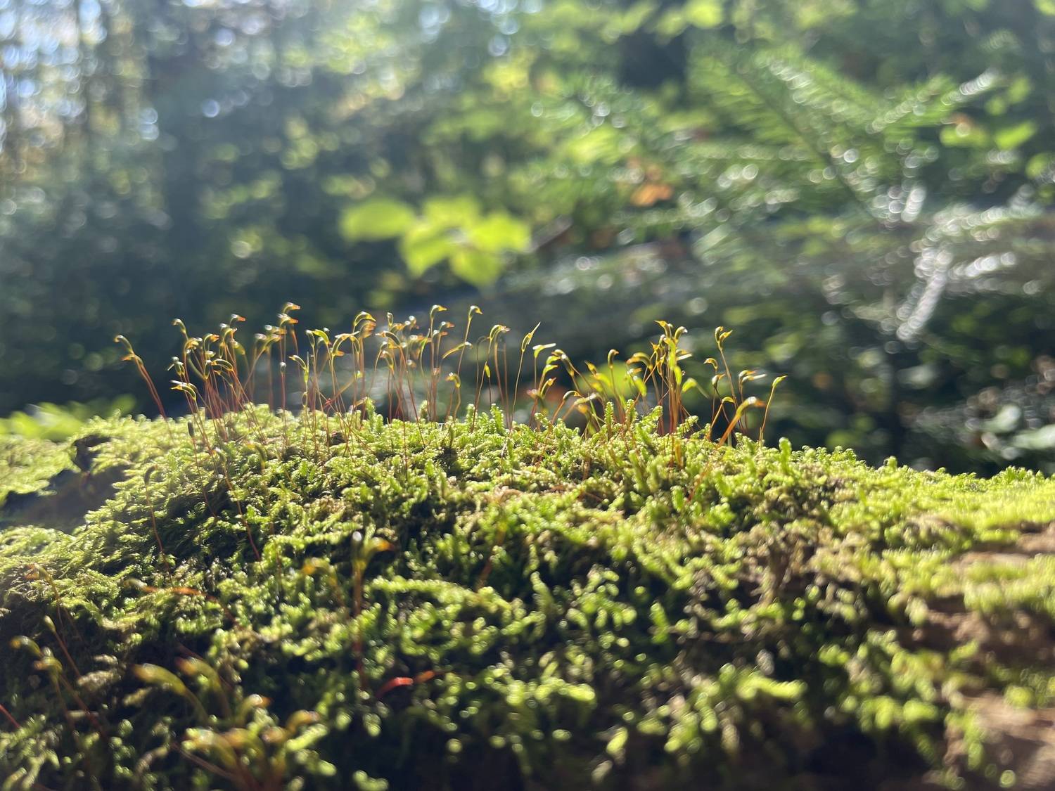 Photo #11700639