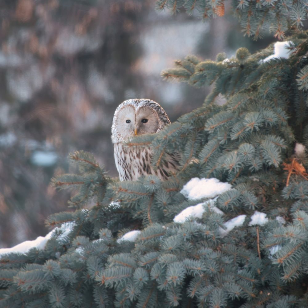 Photograph by Дудников Александр