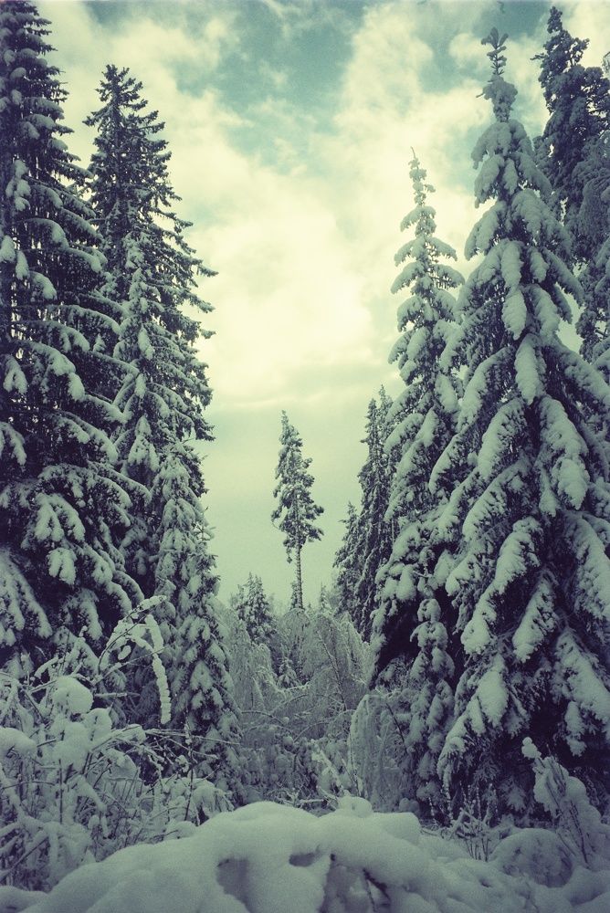 В лесах заснеженной Ленинградской области