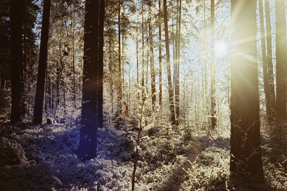 Снежные мечты