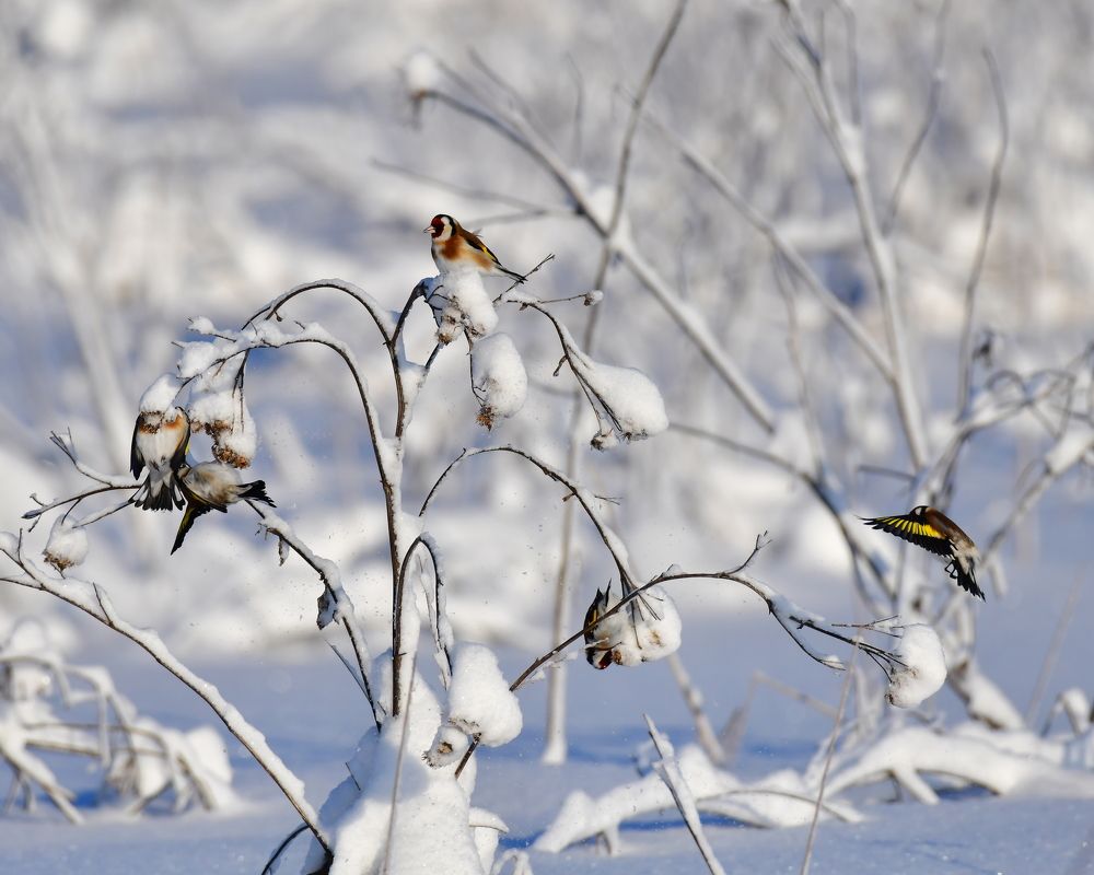 Photograph by Николай Абакумов