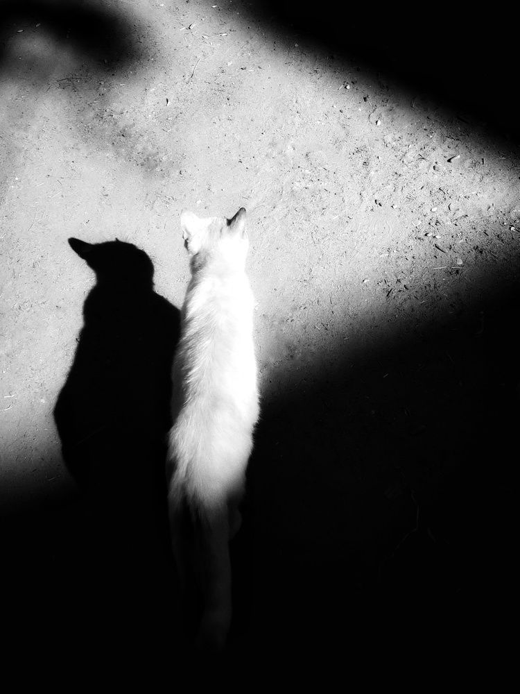 Photograph by Adel Sami