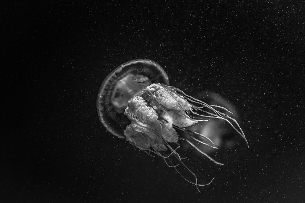 Photograph by Suzuki Ryuta