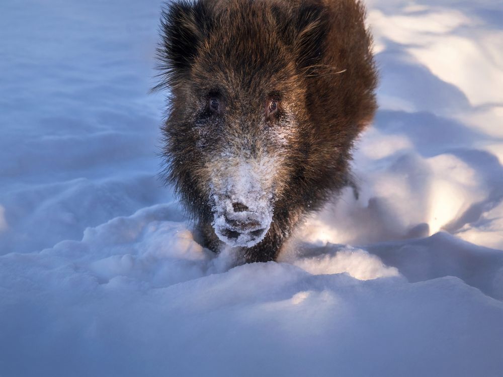 Photograph by Nephotograph