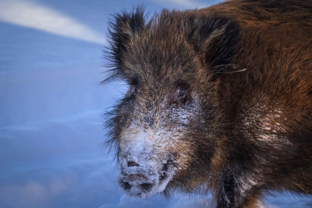 Photograph by Nephotograph