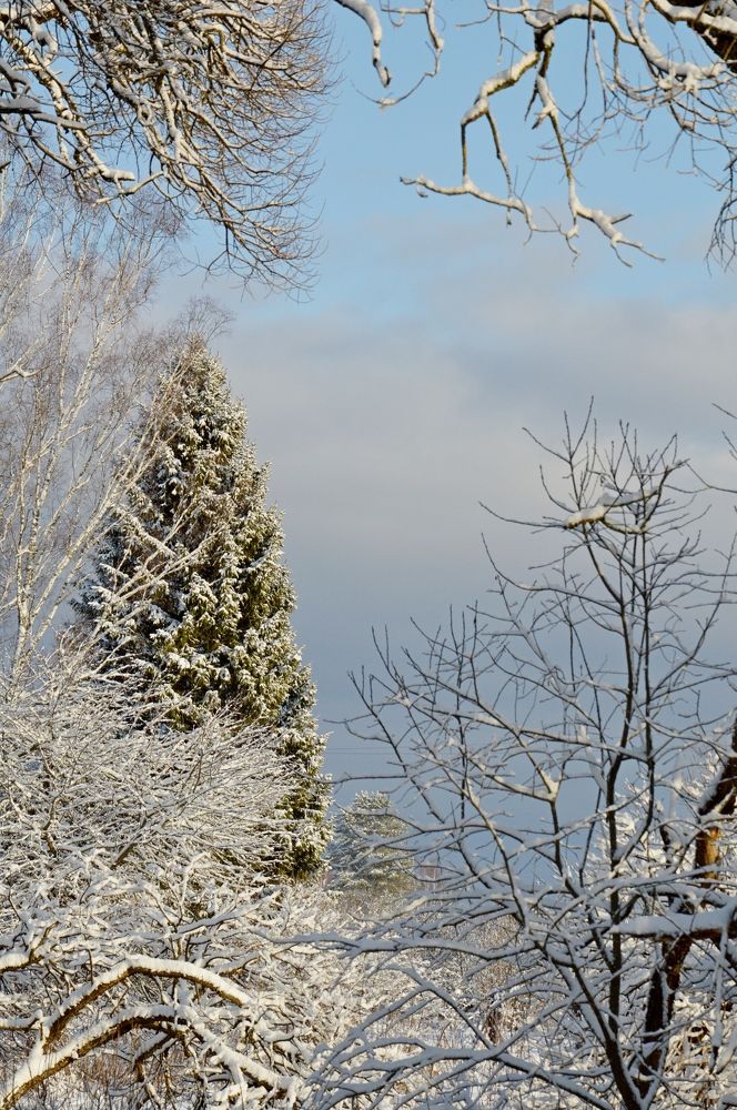 Фотография автора Елена Максимова