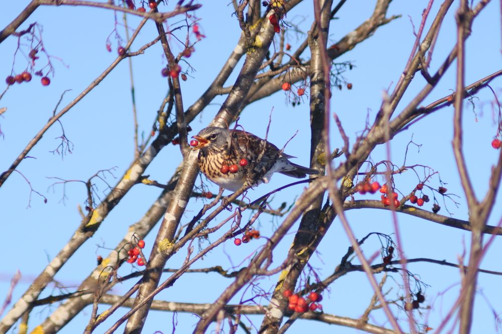 Photograph by Виталий Грачёв