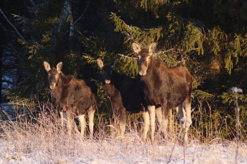 Photograph by Виталий Грачёв