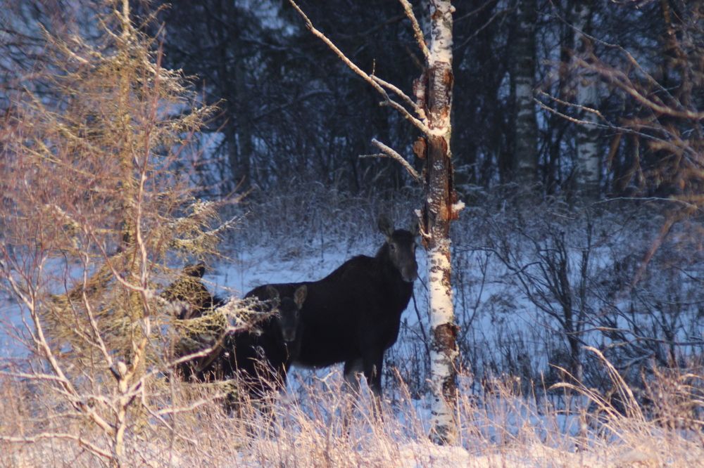 Photograph by Виталий Грачёв