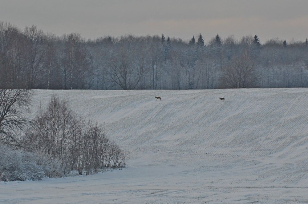 Фотография автора Елена Максимова