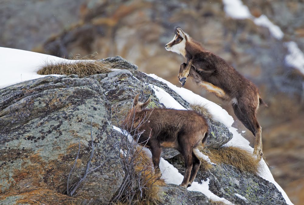 Alpine Chamois