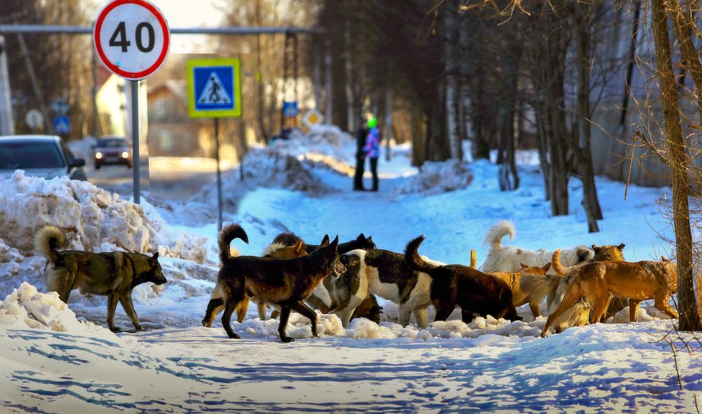 Пешеходный переход.