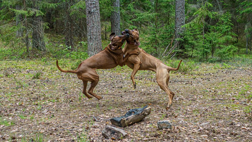 Фотография автора Mikhail