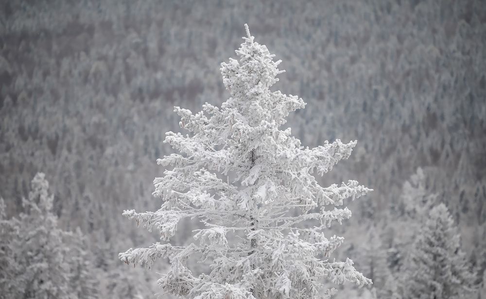 Photograph by Людмила Ковалева