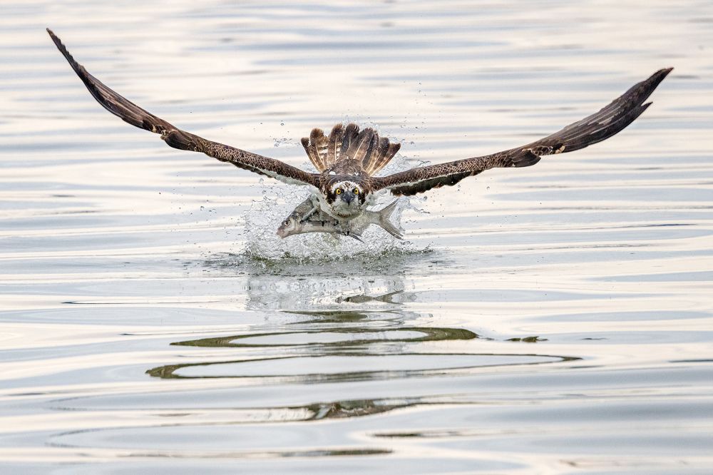 Fischadler mit Brassen