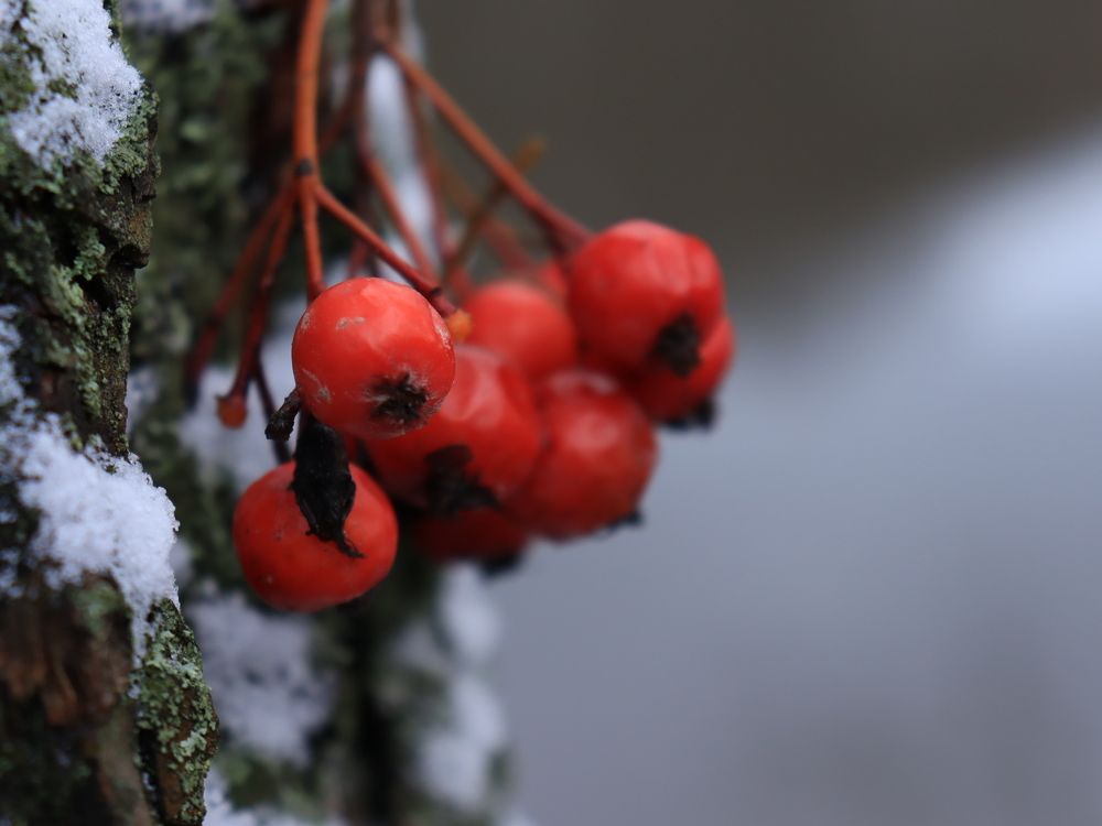 Photograph by Алина Туник