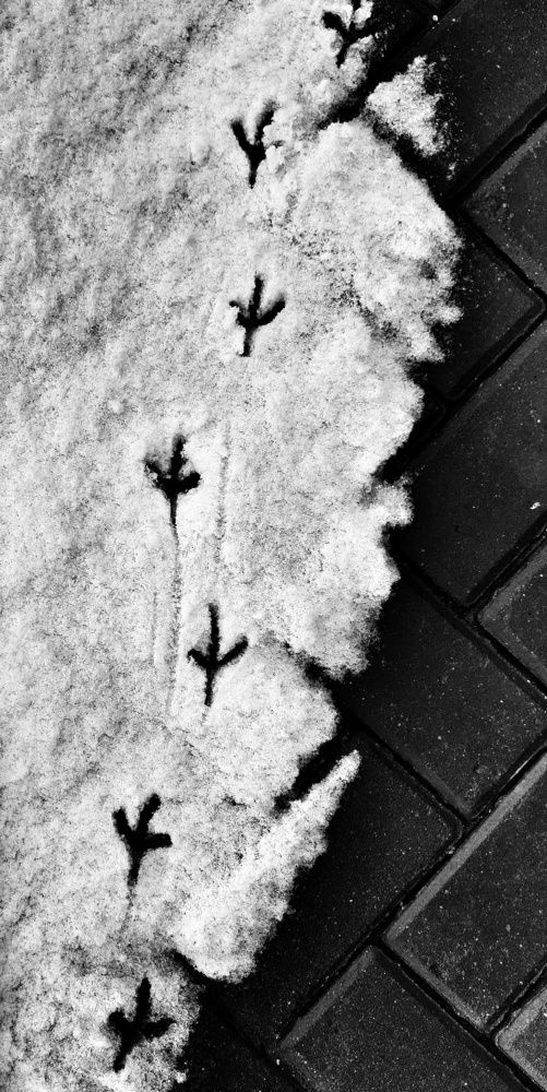 Photograph by Ирина Кошлюнова