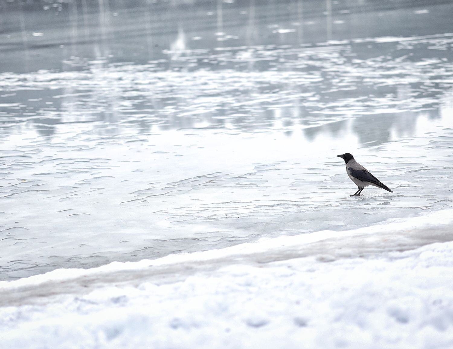 Photo #11701391