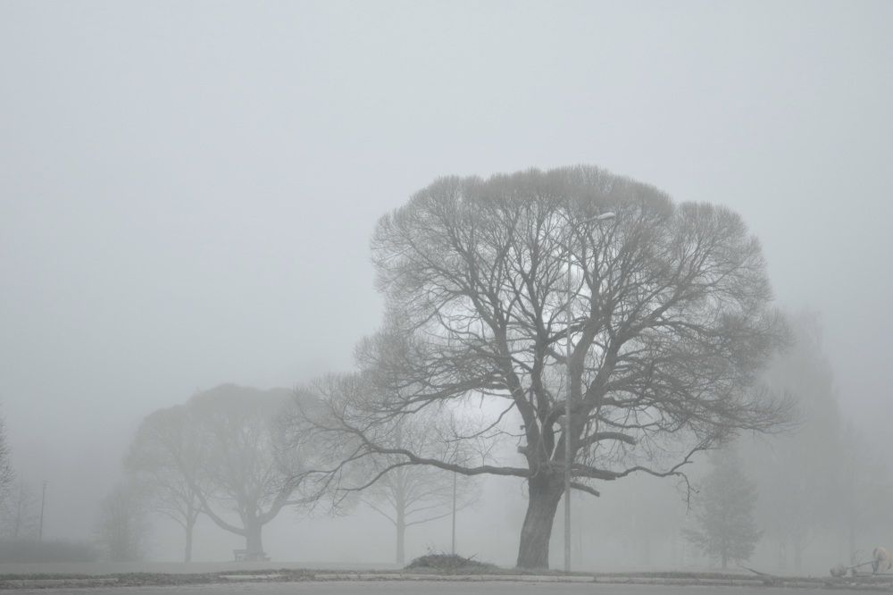 Photograph by Елена Шавшина