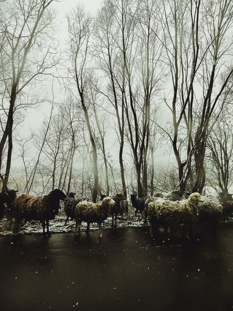 Фотография автора Алиса Исаева