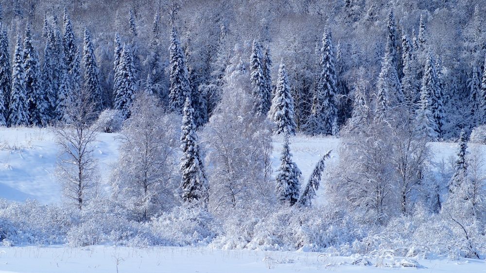 Photo #11701700