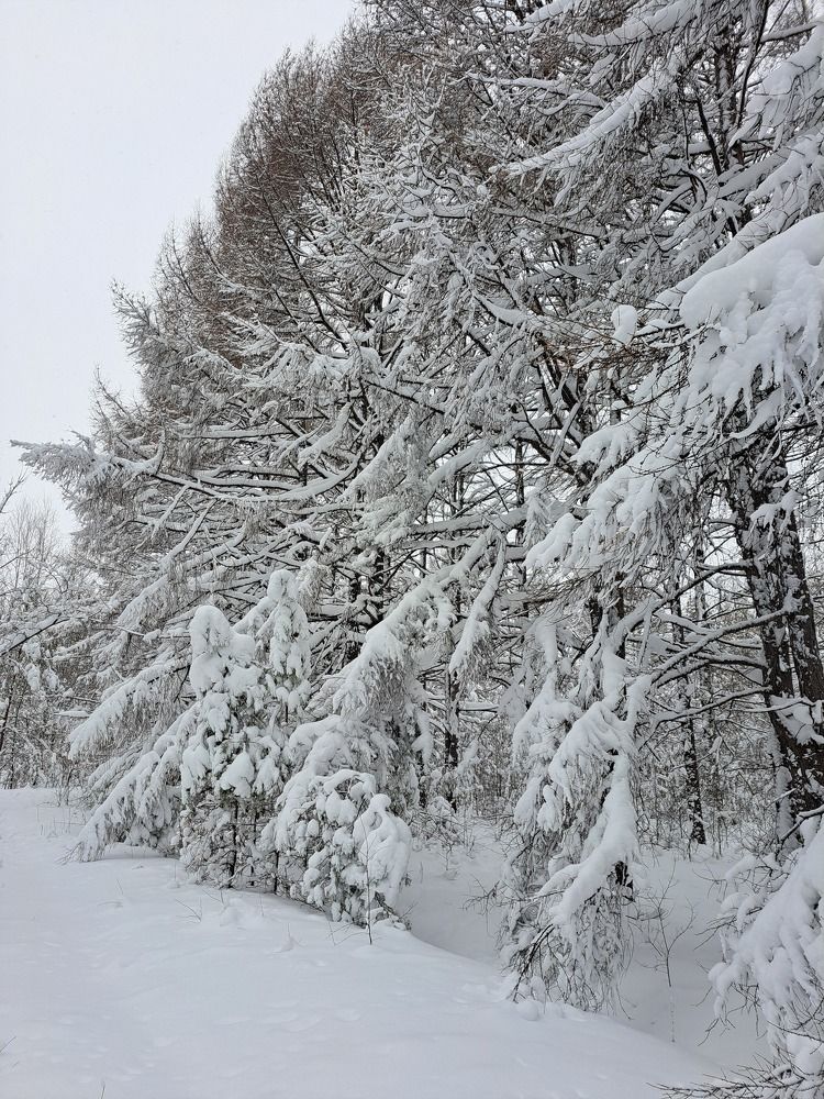 Photograph by Любовь Войтишина