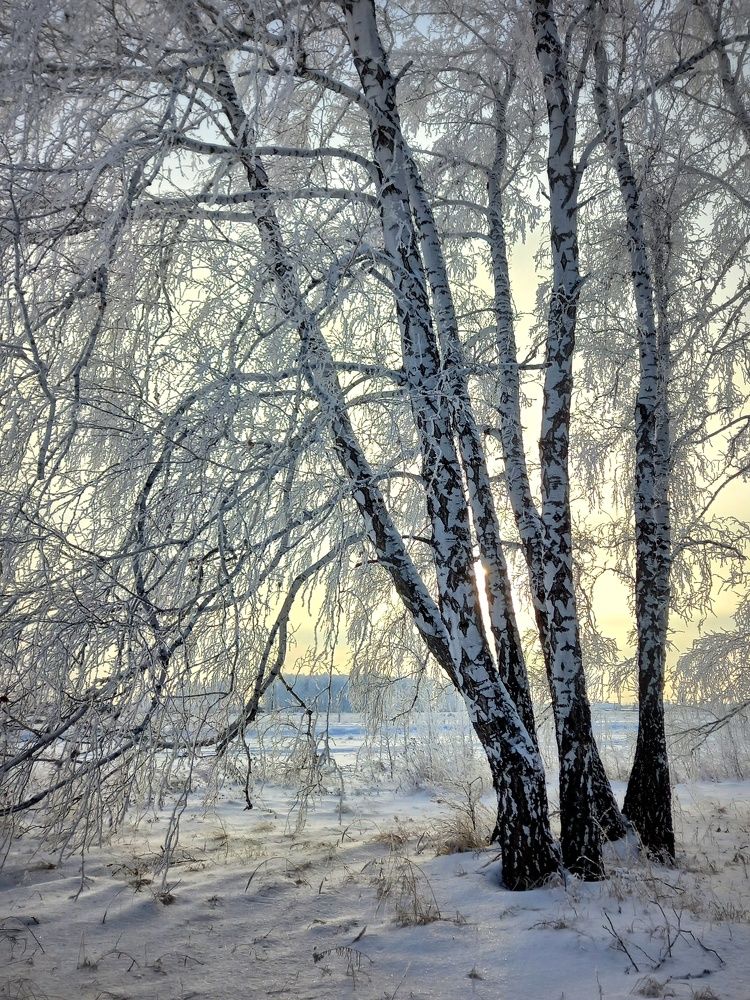 Сибирская берёза