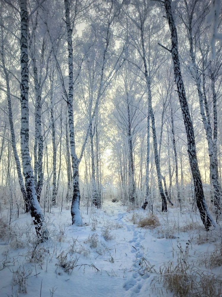 В берёзовом леске