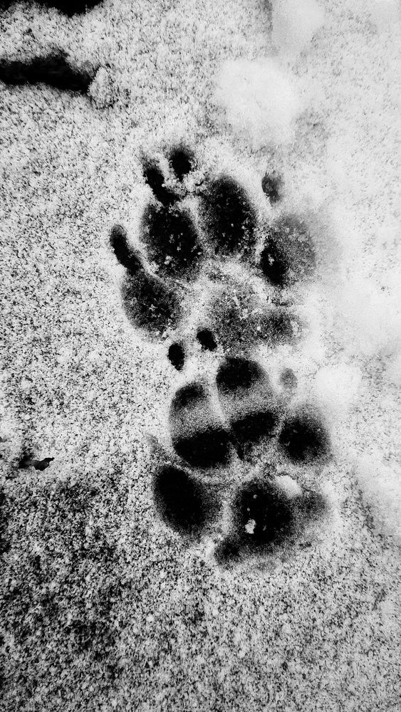 Photograph by Ирина Кошлюнова