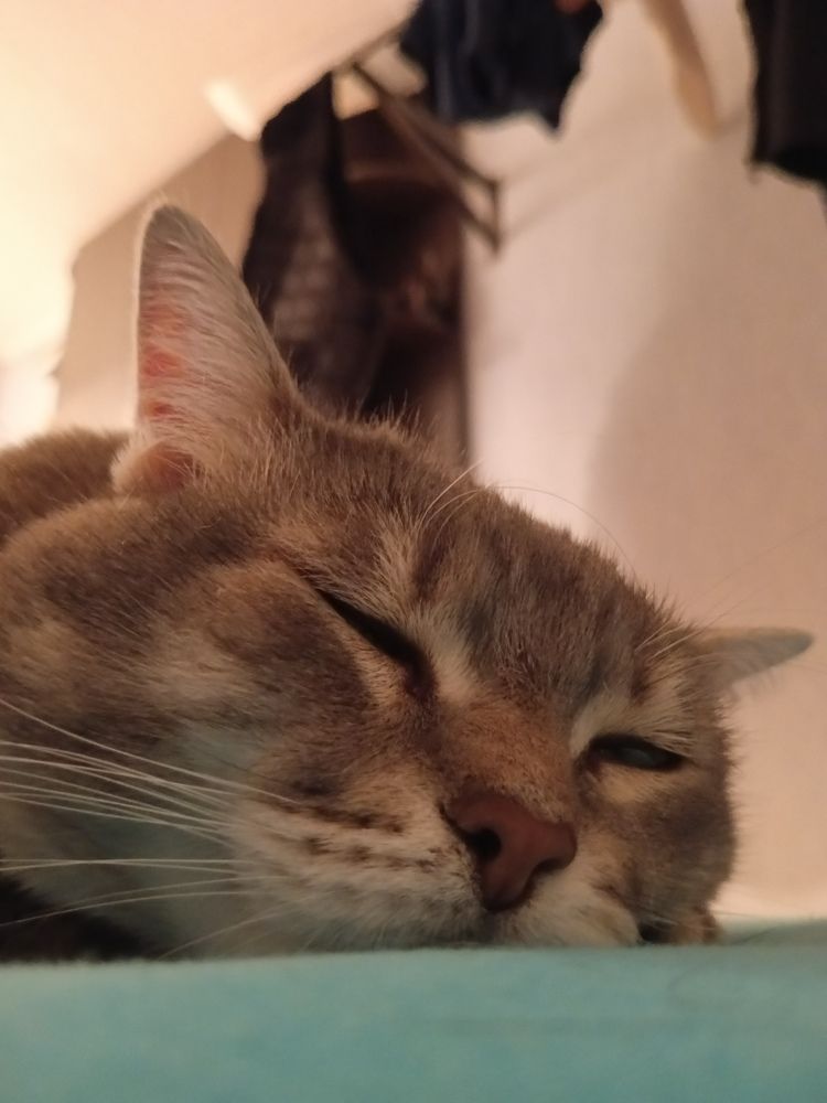 Photo #11702372
