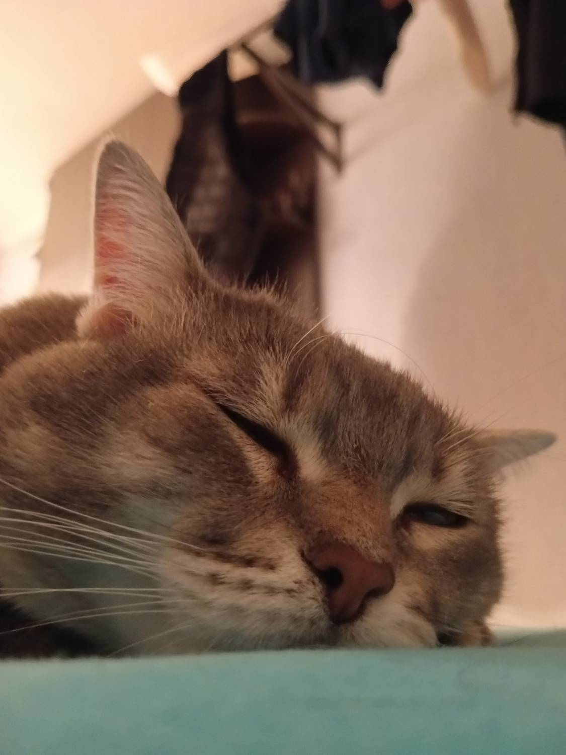 Photo #11702372